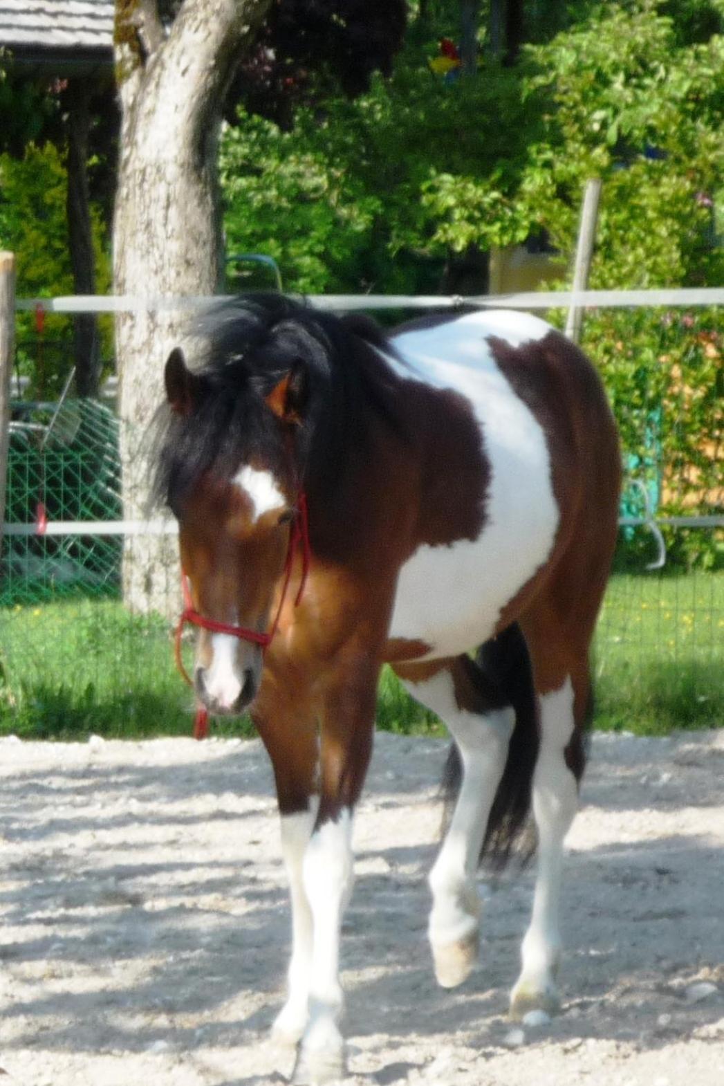 Ferienhof Unterfuehrholzergut Klaus an der Pyhrnbahn Zewnętrze zdjęcie