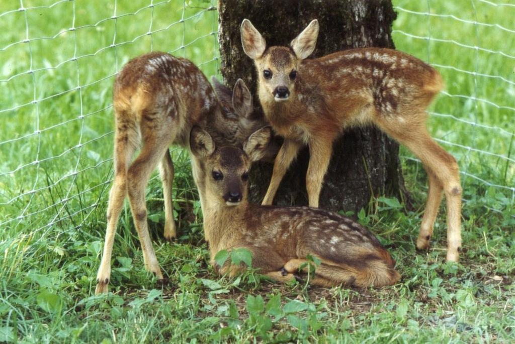 Ferienhof Unterfuehrholzergut Klaus an der Pyhrnbahn Zewnętrze zdjęcie